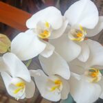 Memprogram Ulang Mindset Korporat Versus Entrepreneur